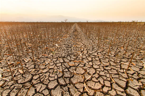 Danni siccità aziende agricole